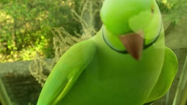 Cute Parrot Perched On A Glass Window Ledge