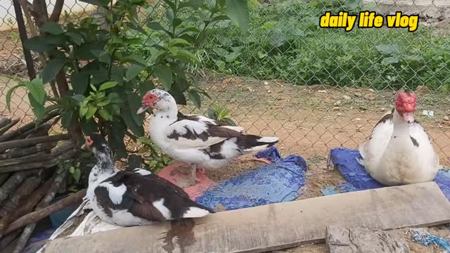 duck couple cuddling each other | daily life vlog