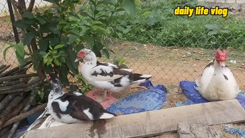 duck couple cuddling each other | daily life vlog