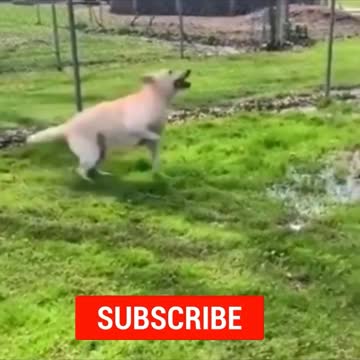 TRY NOT LAUGH CHALLENGE!!!!!!! Just smile with super cute pets#shorts