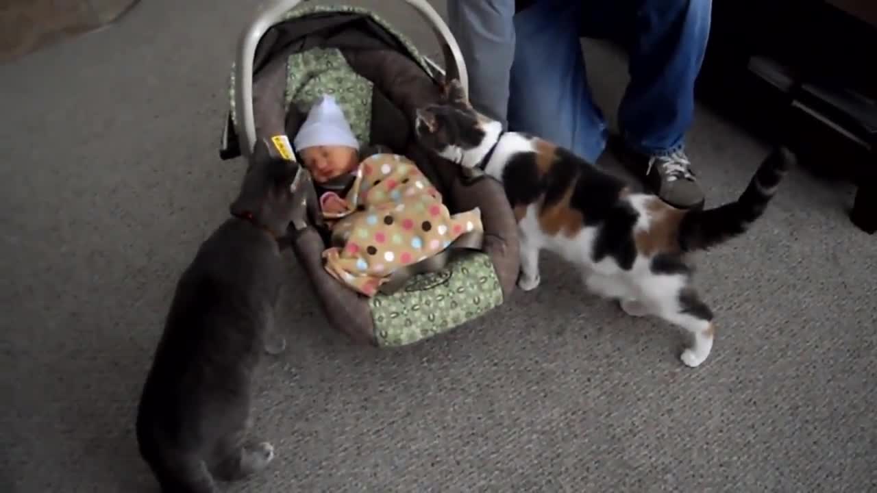 Cats Meeting Babies for the very first time - cute and funny reaction