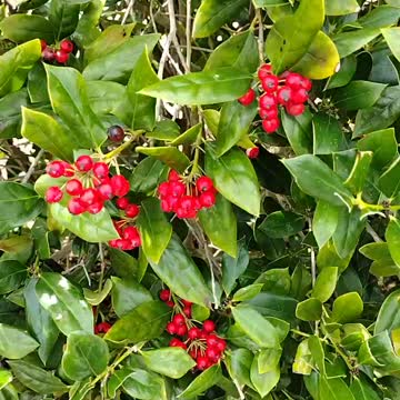 You ever wonder what is the use of these kind of berries you can't eat them