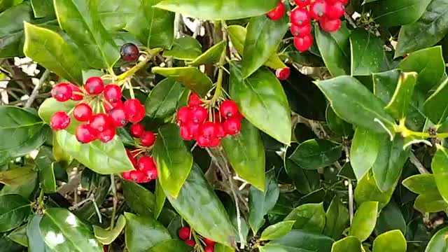 You ever wonder what is the use of these kind of berries you can't eat them