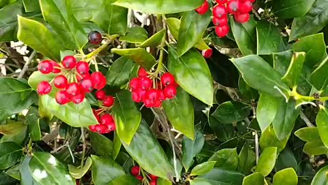 You ever wonder what is the use of these kind of berries you can't eat them