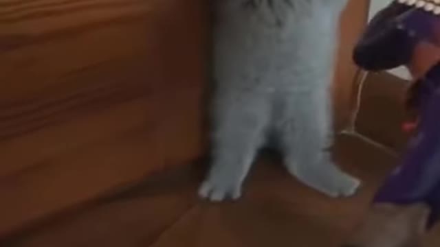 Funny animal -videos