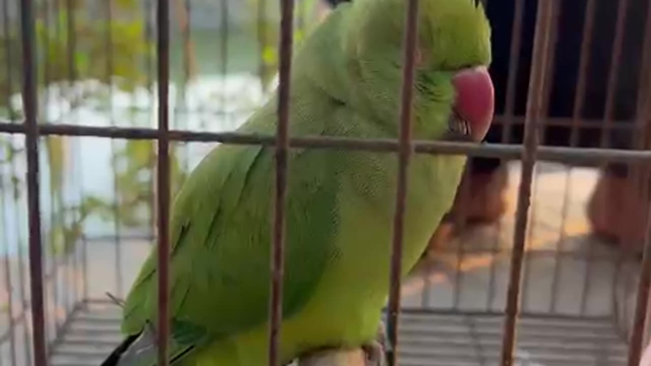 Lovely pierrot singing