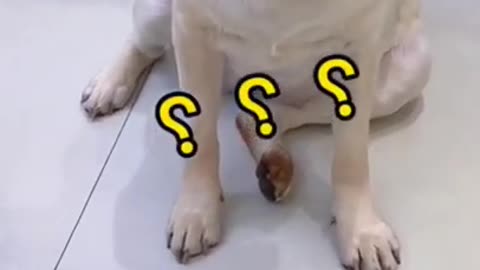 Funny Dog Videos Try Not To Laugh 🦴🐕🐶