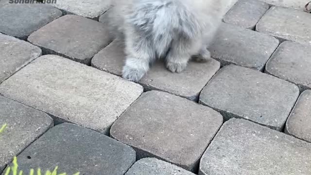 Cute puppy |german Spitz|white pomeranian| dogs playing in gardan|