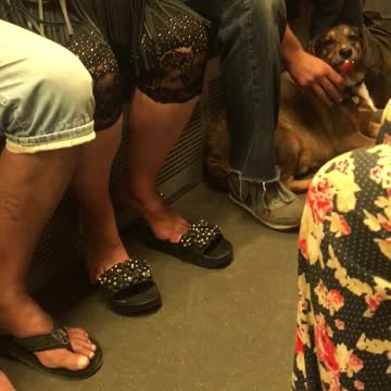 Dog subway train eating icecream