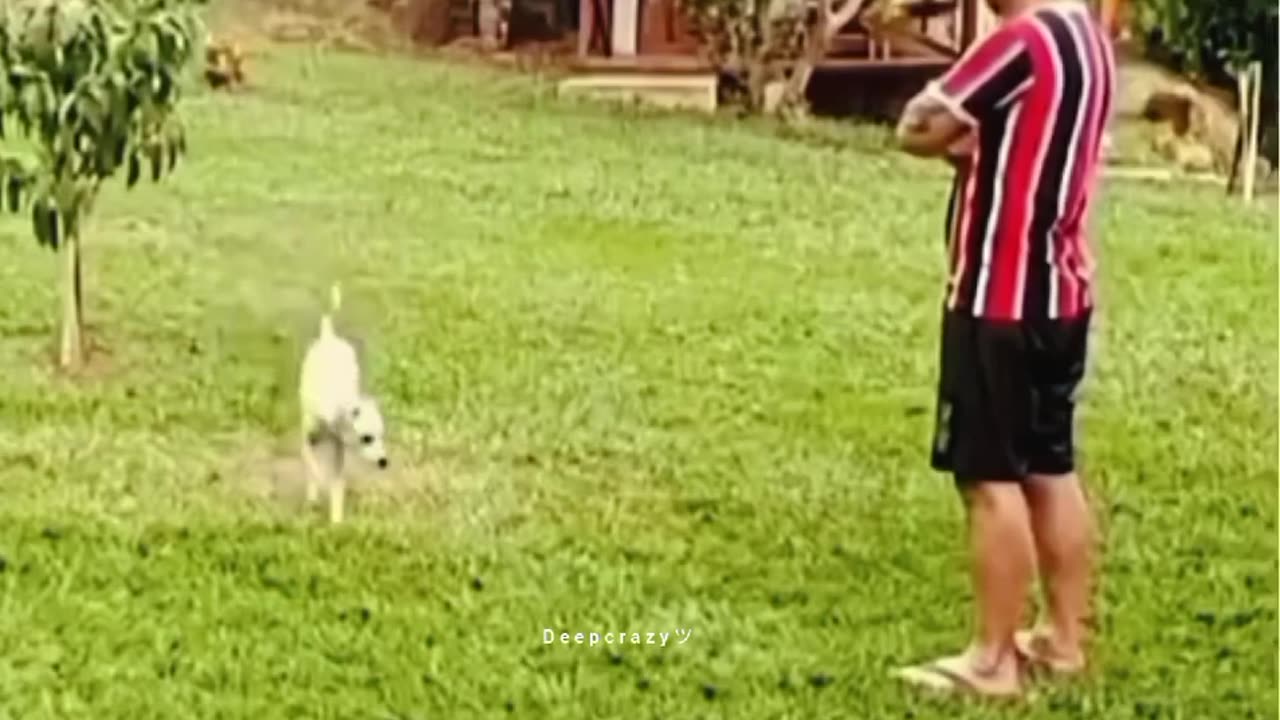 Blind dog has a priceless reaction when he finds his owner🥹