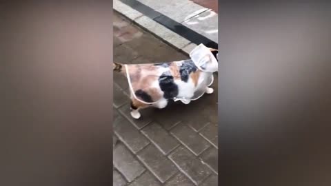The Best FUNNY and CUTE Cat