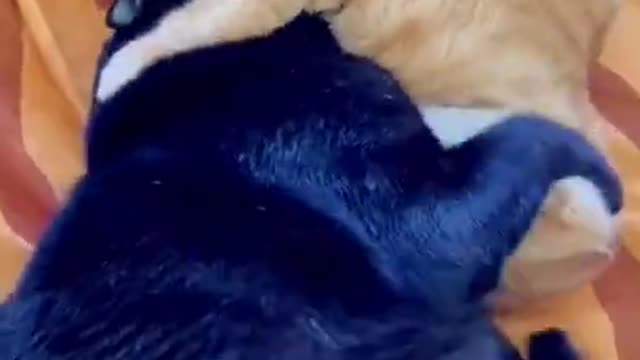 Cats and dogs _ cats meowing _ cats funny videos #shorts