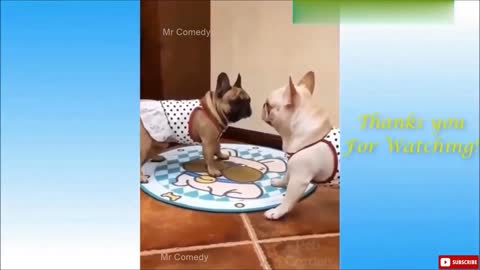 Playing cute pets #pet #cute #catch