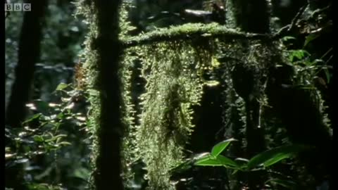 Dancing Birds of Paradise | Wild Indonesia | BBC Earth