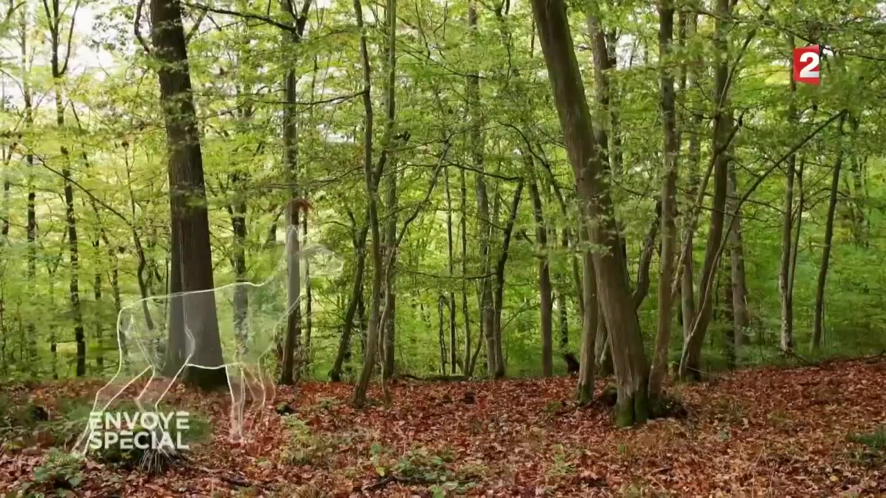 Thế giới bí ẩn của loài cây