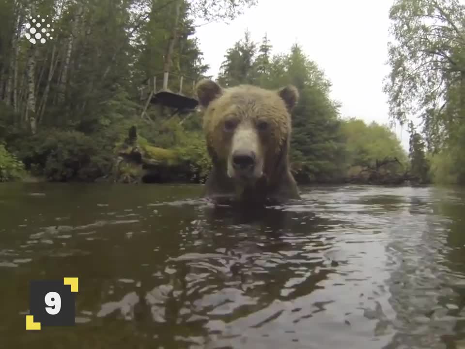 They approached the bears and got a surprise: Some are playful, but others are real thugs!