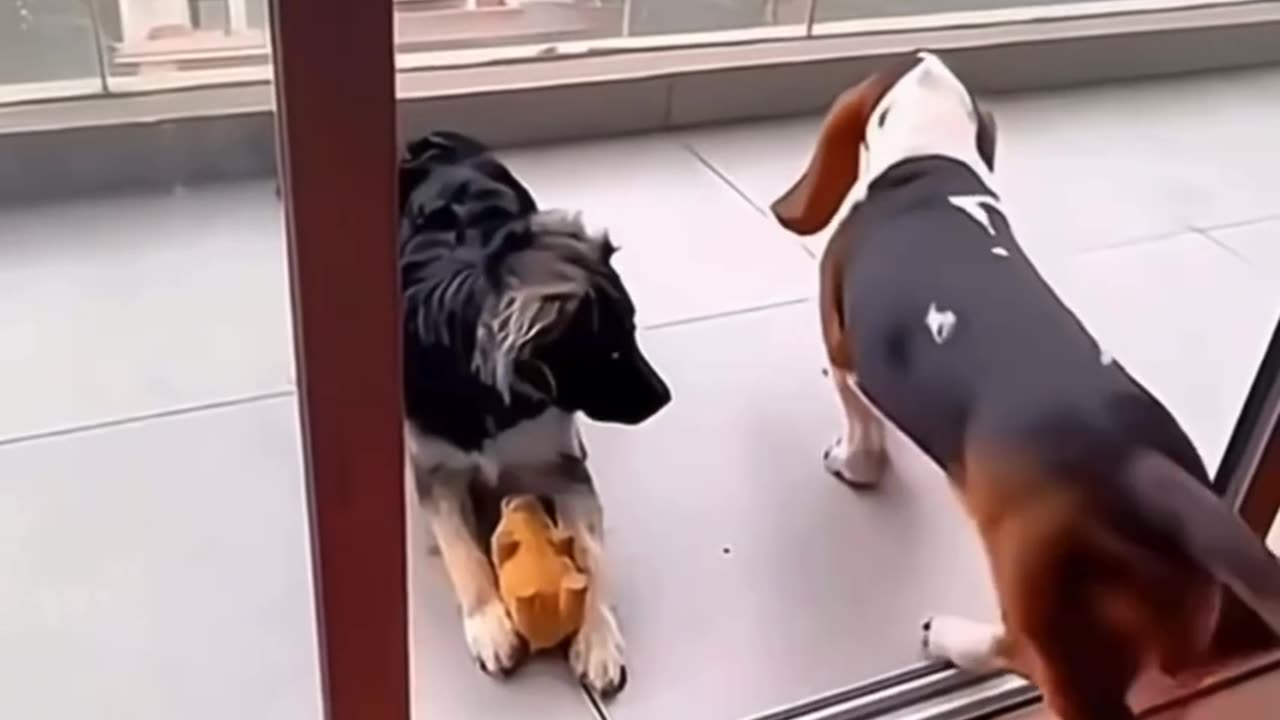 LAUGHING FOR GOOD VIBRATIONS - OUR 4 LEG FRIENDS ARE JUST AMAZING