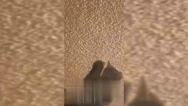 Funny Cats and Dogs Videos for you to laugh