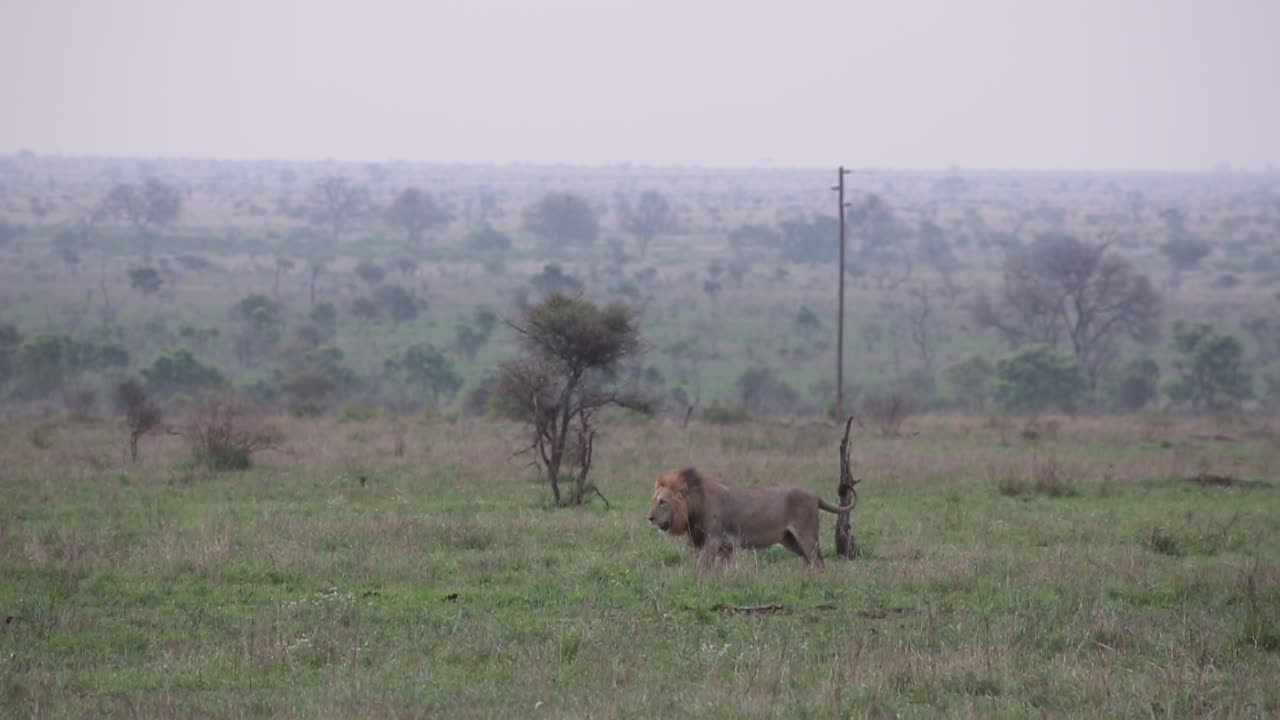 Buffalo Chase Away Lions