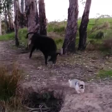 COW VERSUS DOG FIGHT.mp4