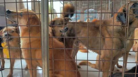 Sad dogs in shelter behind fence waiting to be rescued and adopted to new home