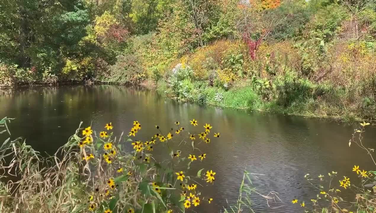 The wind blowing on a pond