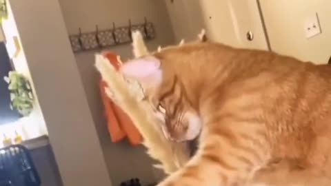 These Cats Are So Funny