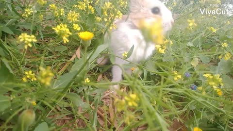 Cute little bunny playing funny🐇🐇