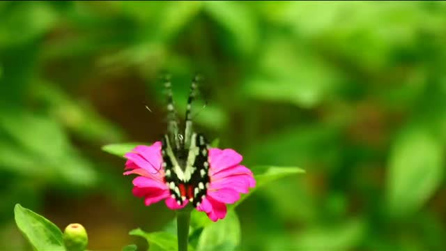 Colourful butterfly with beautiful flowers