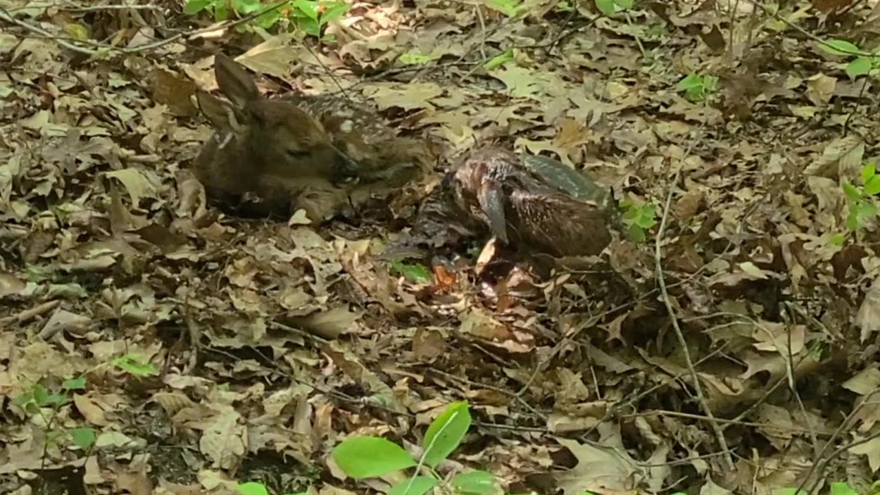 Twin fawns