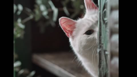 Little Cat Hiding behind the deck.