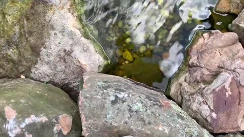 BABY PET DOLPHINS IN FRESHWATER HOME AQUARIUM!!