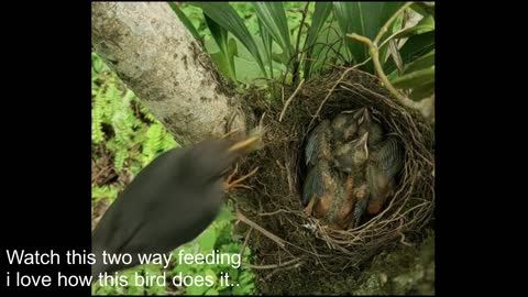 most funny bird eating puupu shhhiii