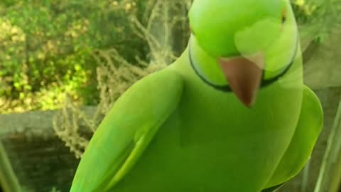 A Green Parrot Perched On A Glass Window