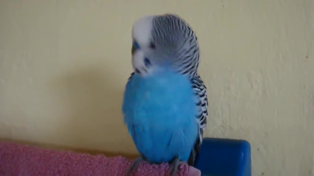 Talking parrot Kesha