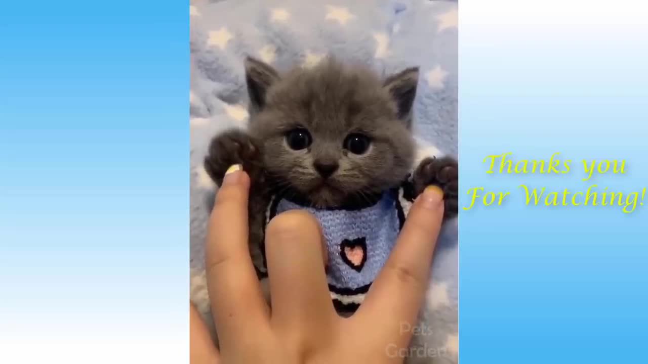 funny cat & cute