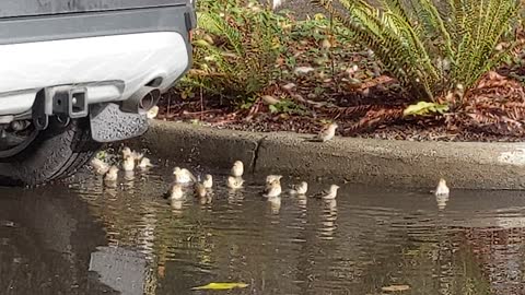 Bids taking a bath. Fall Season!