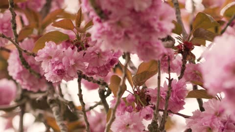 a-view-of-cherry-blossoms-flowers