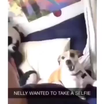 Dog eager to take a selfie