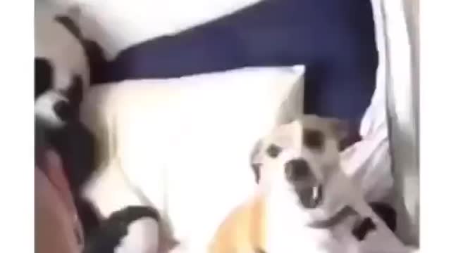 Dog eager to take a selfie