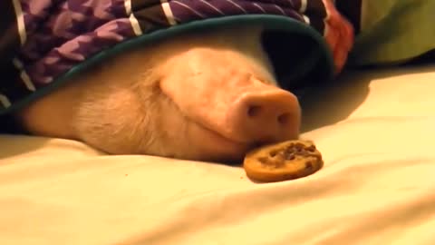 How to wake up a sleeping pig