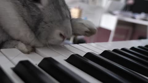 Rabbit Plays Piano!