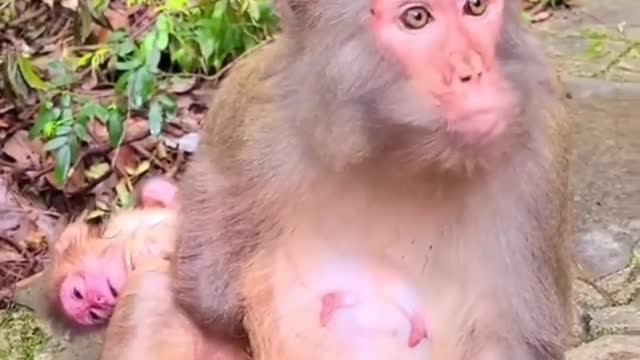 Monkey with new born baby🐒😍🐒