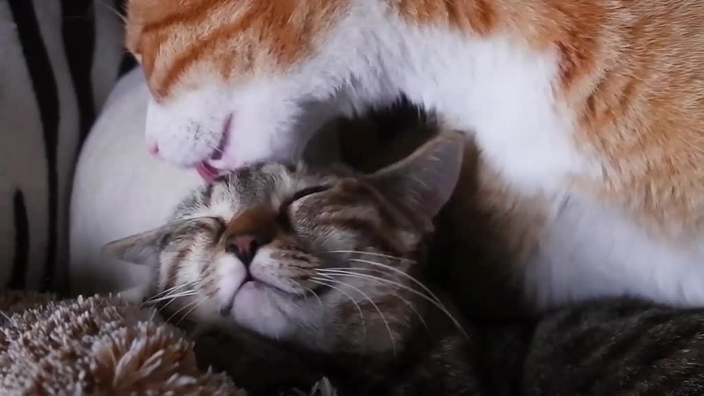 mommy cat and baby cat in a moment of affection