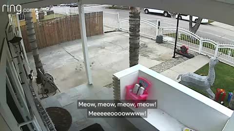 Video Cats Can Do That? Watch This Funny