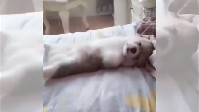 Taking your Puppy to the Salon