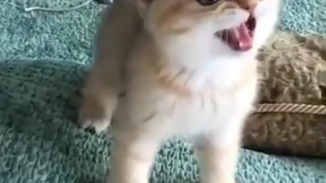 Cute Cat is a Lion 2022