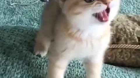 Cute Cat is a Lion 2022