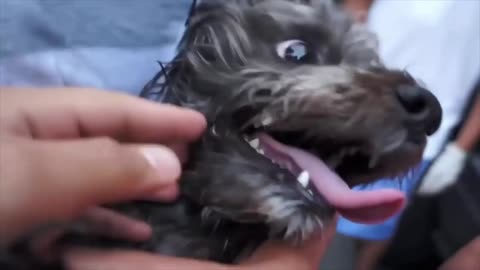 Pitbull attack dogs