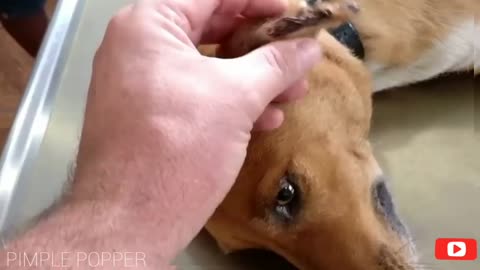 5 Satisfying Animals Pimple Popping Videos